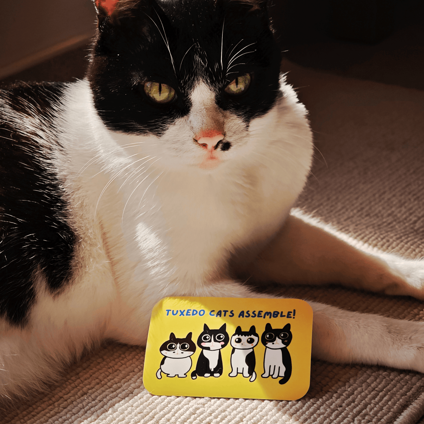 Tuxedo Cats Assemble Sticker